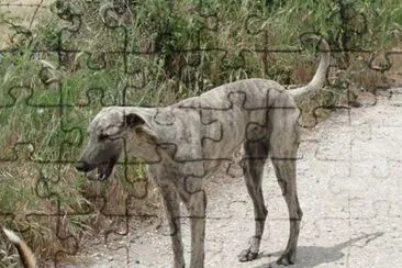 פאזל של Levriero sardo
