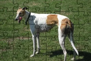 פאזל של Levriero greyhound