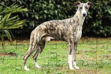 פאזל של Levriero whippet