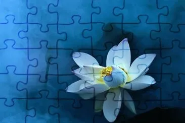 è·èŠ± jigsaw puzzle