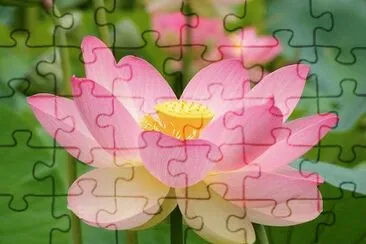 è·èŠ± jigsaw puzzle