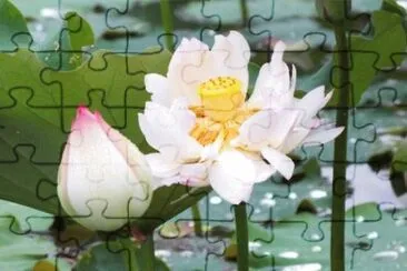 è·èŠ± jigsaw puzzle