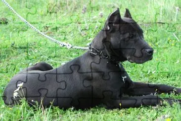 Terrier american pitbull jigsaw puzzle