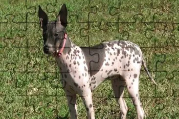 Terrier american hairless jigsaw puzzle
