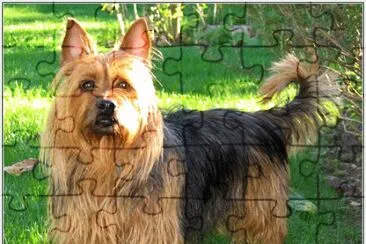 Terrier australian jigsaw puzzle