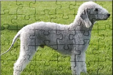 Terrier bedlingon jigsaw puzzle