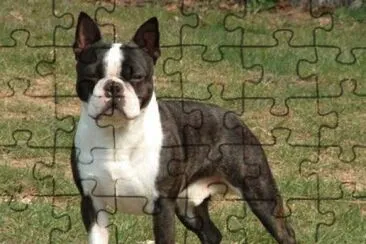 Terrier boston jigsaw puzzle