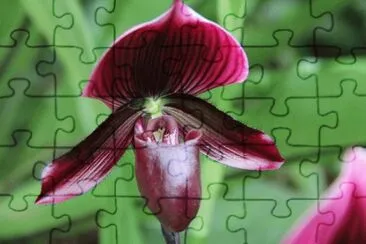 æ‹–éž‹è˜­ jigsaw puzzle