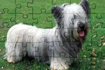 פאזל של Terrier  skye