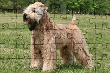 Terrier soft coated wehatten jigsaw puzzle