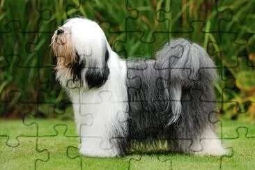 Terrier tibetan