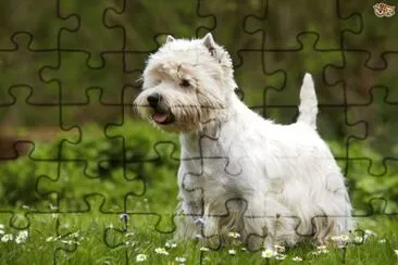 Terrier west highland white jigsaw puzzle