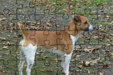 Terrier plummer