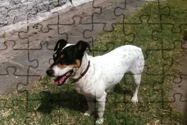 Terrier chilean jigsaw puzzle