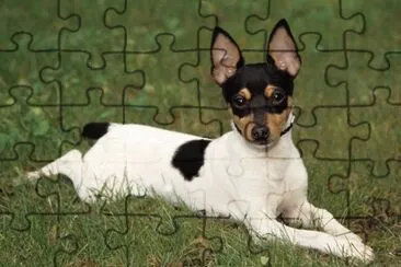 Terrier toy fox jigsaw puzzle