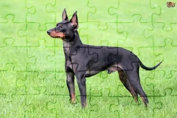 Terrier english nero focato