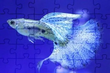 å­”é›€é­š jigsaw puzzle
