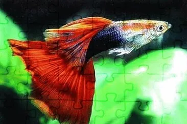 å­”é›€é­š jigsaw puzzle