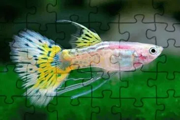 å­”é›€é­š jigsaw puzzle