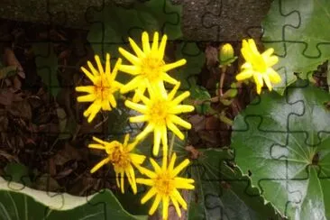 Yellow flower jigsaw puzzle