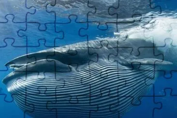 Ballena jigsaw puzzle