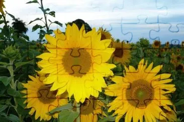 Girasoles