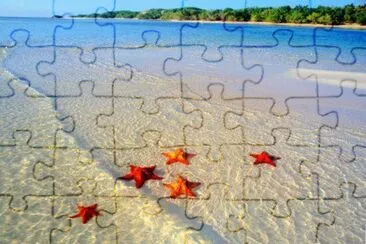 Estrellas de Mar jigsaw puzzle