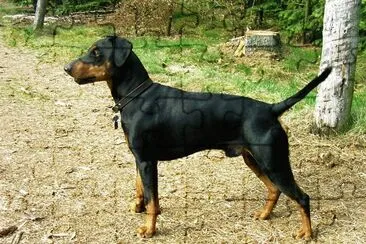Pinscher