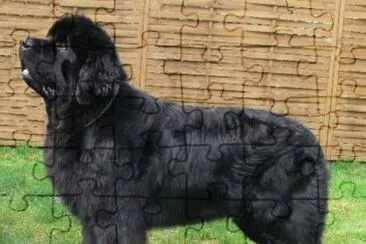 Terranova nero jigsaw puzzle
