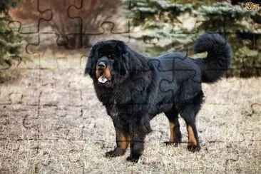 פאזל של Tibetan mastiff