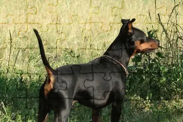 Zwergpinscher