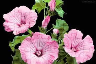 imagem jigsaw puzzle