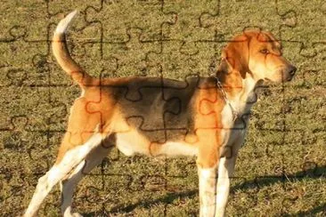 Beagle harrier jigsaw puzzle