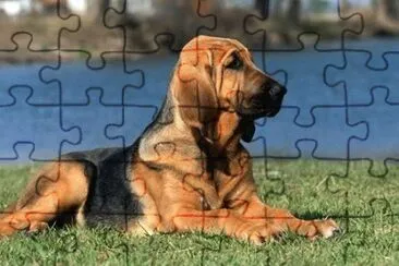 Bloodhound jigsaw puzzle