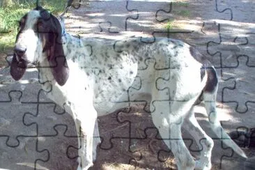 Gascogne saintngeois jigsaw puzzle