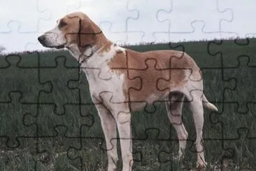 Grand anglo francais blanc et orange jigsaw puzzle