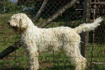 Grand basset griffon vendeen jigsaw puzzle