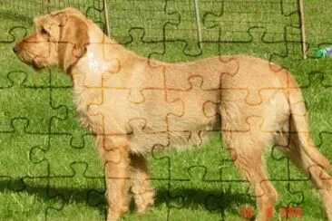 Griffon fauve de bretagne
