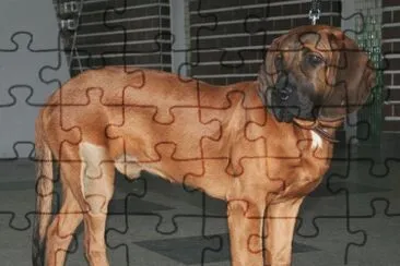 Hannoverischer schweisshund