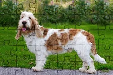 Petit basset griffon vendeen