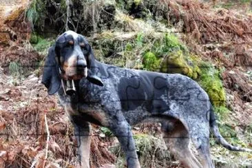 Petit bleu de gascogne