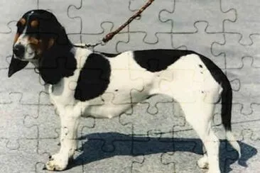 Piccolo segugio svizzero del bernese
