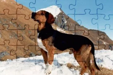 Segugio tirolese jigsaw puzzle