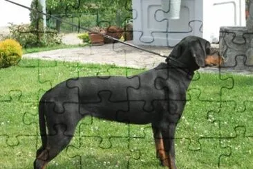 Segugio da montagna jugoslavo jigsaw puzzle