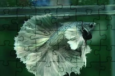 betta jigsaw puzzle