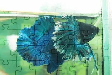 betta jigsaw puzzle