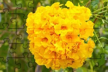 Flores Amarillas jigsaw puzzle