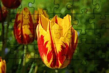 Flores jigsaw puzzle