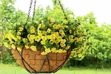 Flores