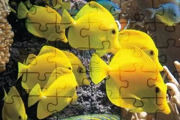 Peces Amarillos
